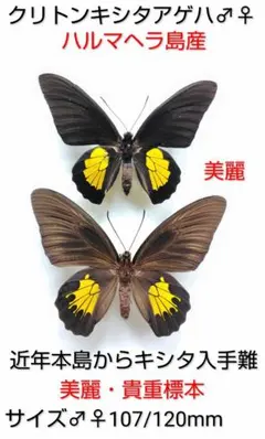 本日特別価格【稀産地・消滅地】キシタアゲハ♂♀標本☆波照間島産