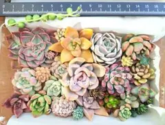 多肉植物⑧　カット苗　名前なし　寄せ植え　多肉弁当