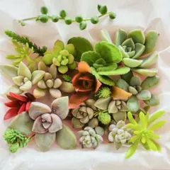 ⑦寄せ植えセット カット苗 詰め合わせ 多肉植物