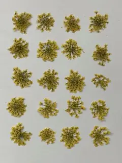 押し花素材パック　レースフラワー（イエロー）20個入 No1048