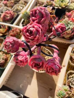 ラブリーローズ錦　虹斑　レア　大群苗　古株 多肉植物　全ての頭美斑入り