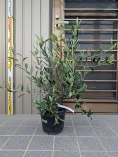 オリーブの木 ルッカ《L≒70cm・7号》212のサムネイル