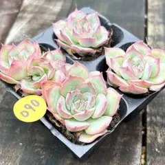 NEW❗️098多肉植物 エケベリア 粉月影 抜き苗 寄せ植え 4苗セット