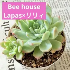 2026年最新】bee house 多肉の人気アイテム - メルカリ