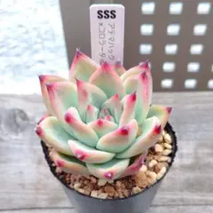 ヒアリナラパス×アウテンティカ SSS苗 札付き - メルカリ
