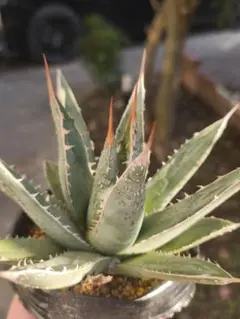 アガベ パープソラム　バニラアイス　胴切り子株　牛乳植物　② アガベ パープソラム バニラアイス 胴切り子株 牛乳植物