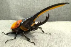 中古　いきもの大図鑑　アドバンス　ヘラクレス・テクアトリアヌス（訳あり）