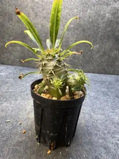 Rio de Janeiro様 リクエスト 5点 まとめ商品