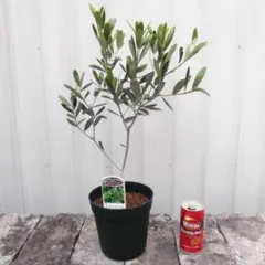 むぎ様 リクエスト 2点 まとめ商品