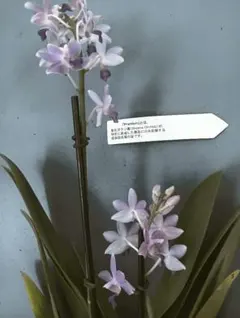 胡蝶蘭Phal. Summer Rose 花茎1本立ちを2株　8/6現在開花中 胡蝶蘭Phal. Summer Rose 花茎1本立ちを2株 8/6現在開花中 - メルカリ