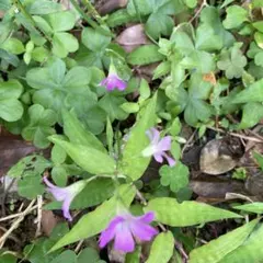 ももちゃん様　専用