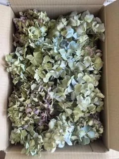北海道産 紫陽花ドライフラワー ハネ品 B10 60サイズ - メルカリ