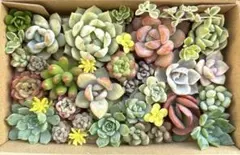 多肉植物⭐︎寄せ植えセットのサムネイル