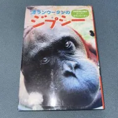 オランウータンのジプシー : 多摩動物公園のスーパーオランウータン