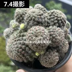 蟹喰猿 カニゲラリー アプラナタ 群生 スルコレブチア 花サボテンのサムネイル