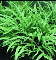 2025年最新】ランジャウエンティマウの人気アイテム - メルカリ