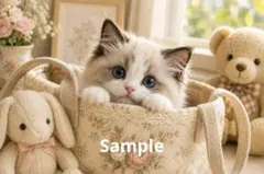 ラグドールの子猫 デジタルアート イラスト ポストカード