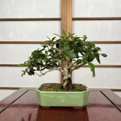 皐月さつき盆栽 【花綴 はなつづり】 - メルカリ