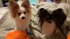 たこアート様♡