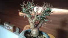 2026年最新】オトンナ ユーフォルビオイデスの人気アイテム - メルカリ