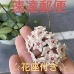 カット苗】hoya chinghungensis ホヤ チンフンゲンシス 2本 - メルカリ