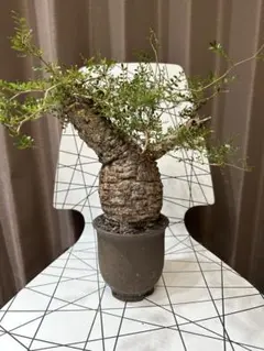 オトンナ・アルブスクラ（Othonna arbuscula）発根済 標本株 美形