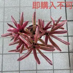 佐藤マリア様 リクエスト 2点 まとめ商品