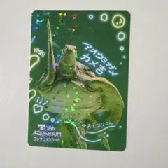 鳥羽水族館 コレクションカードvol.2 レア カメ吉 - メルカリ