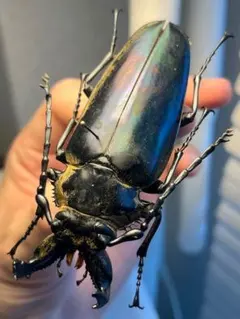 イヘヤノコギリクワガタ 大型個体 標本 - メルカリ