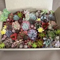 多肉植物　セダム　カット苗　詰め合わせセット(韓国苗入り)