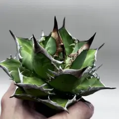 サ*イ様 【龍門】アガベ チタノタ 特選 多肉植物 瀧雷 斑入り精品 