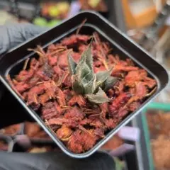 ハオルチア 黒ベヌスタ　ゴーストのカキコ付き 抜き苗 宛先匿名配送