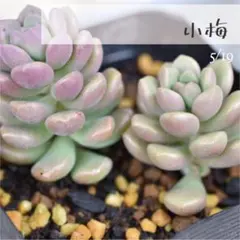 mi様 リクエスト 2点 まとめ商品