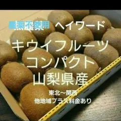12キウイフルーツ　農薬不使用　わけあり　コンパクト　山梨県産