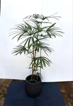 さだはる様用 観音竹 カンノンチク ヤシ 開運 縁起 浄化 観葉植物 さだはる様用 観音竹 カンノンチク ヤシ 開運 縁起 浄化 観葉植物