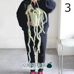 売り切越冬 柱サボテン 鬼面角 発根 ドライガーデン サボテン 観葉植物