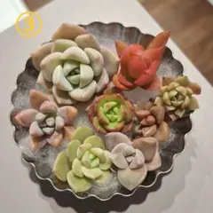 多肉の詰め合わせ　8種類③