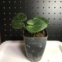 2025年最新】カンアオイの人気アイテム - メルカリ