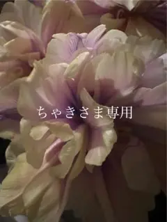 ちゃきさま専用ページ