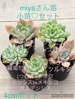 多肉植物 KAMIさん苗♡小苗セット 多肉植物 KAMIさん苗♡小苗セット