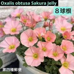 オキザリス　オブツーサ　Sakura Jelly ８球 秋植え　球根のサムネイル