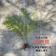 【沖縄産】ホウビカンジュ 10本 鳳凰の尾羽を思わせる大型シダ 約40〜60cmのサムネイル