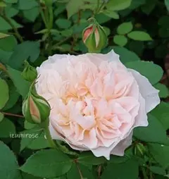 izumirose、廃番ER、メアリーマクダリン、7号スリット鉢植株！のサムネイル
