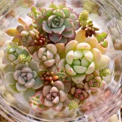 g1つぶつぶ多肉植物　寄せ植え　カット苗　詰め合わせ　小梅　おもち