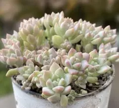 Emiko様専用 プロリフィカ ・ブロウメアナ