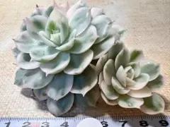 ま*ま様 4936新入荷　オンスロー錦　エケベリア　多肉植物　撮影2月19日