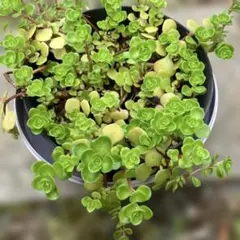 エケベリア セダム 10センチ鉢 カット苗 寄せ植えセット - メルカリ