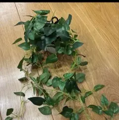 アイビーのフェイクグリーン、観葉植物のサムネイル