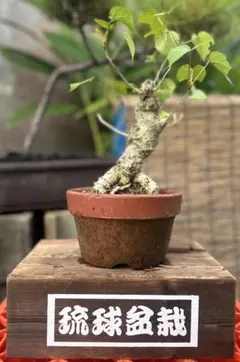 2025年最新】オオハマボウの人気アイテム - メルカリ