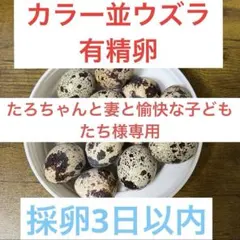 カラー5個たろちゃんと妻と愉快な子どもたち様専用